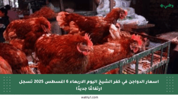 أسعار الدواجن في كفر الشيخ اليوم الأربعاء 6 أغسطس 2025 تسجل ارتفاعًا جديدًا